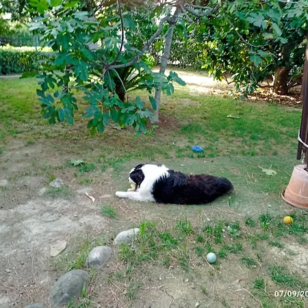 Milvia * 토르토레토